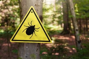 Picture of a tick warning sign on a tree in the woods.